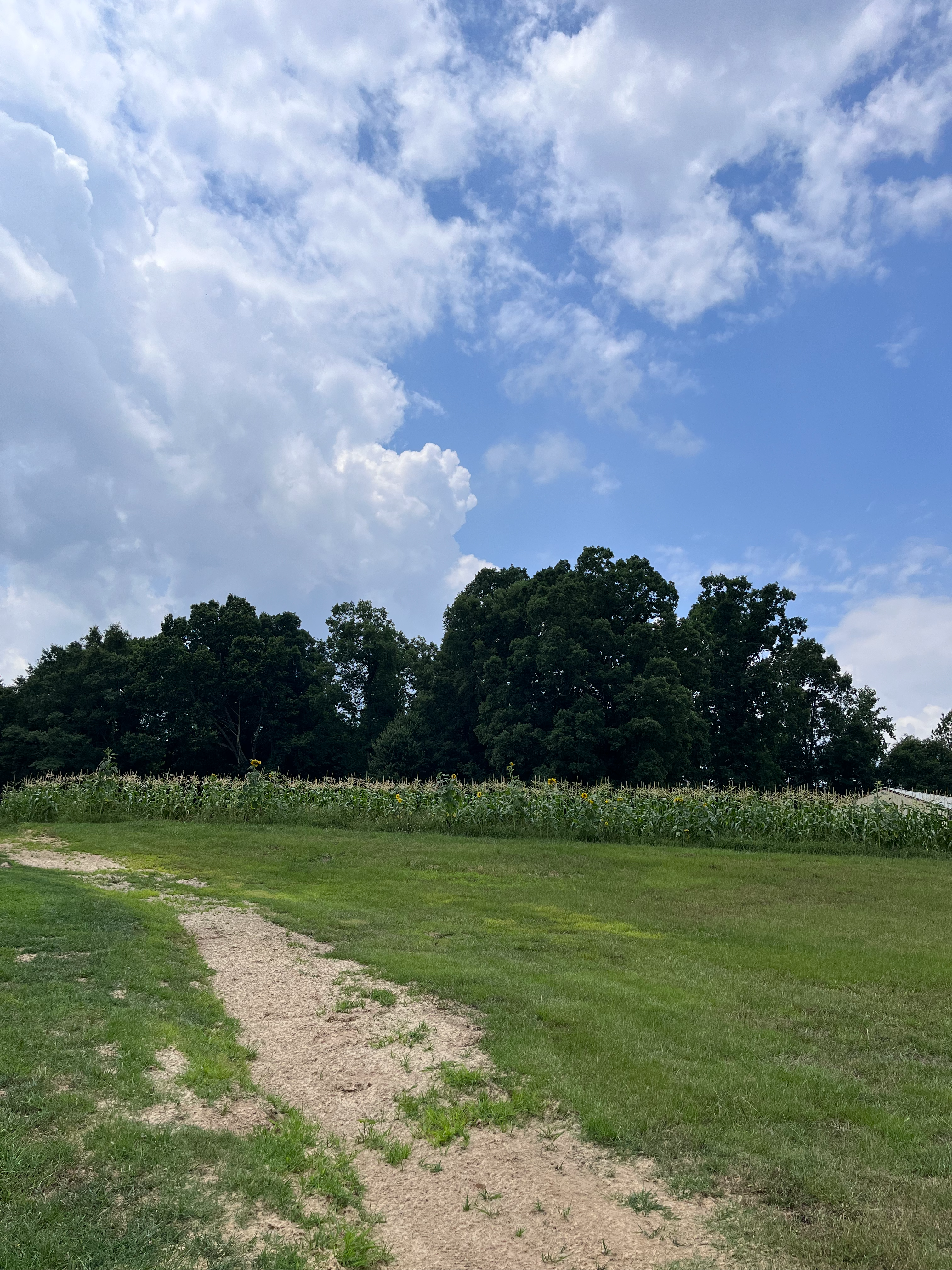 Scenic view of a field with trees under a blue sky with clouds